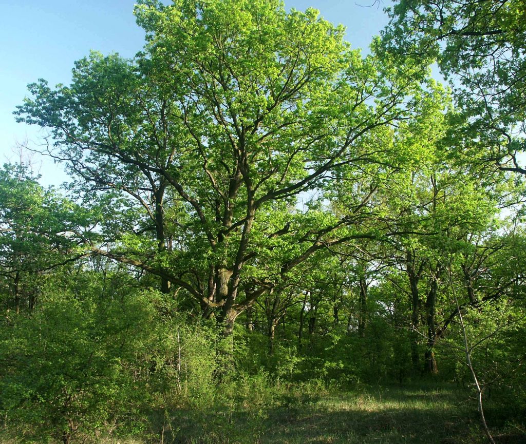 Pusztai tölgy - képünk illusztráció a Peszéri-erdőből