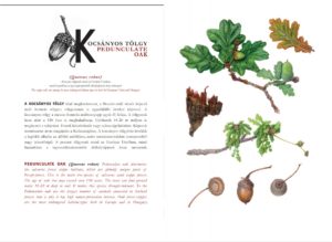 oakeylife-kiadvány-kulcs-fajok-2021-festmények-peszéri-erdő-kocsányos-tölgy